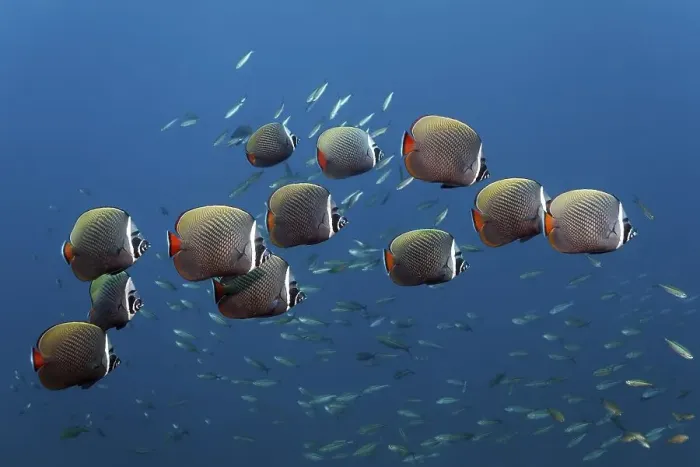 Framed Print : Shoal of Redtail Butterflyfish (Chaetodon collare)