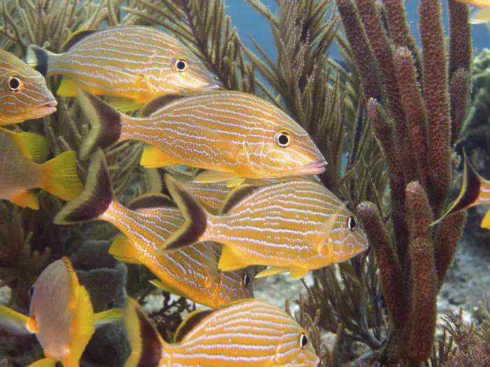 Framed Print : Shoal of tropical yellow fish, bluestriped grunt (Haemulon sciurus)