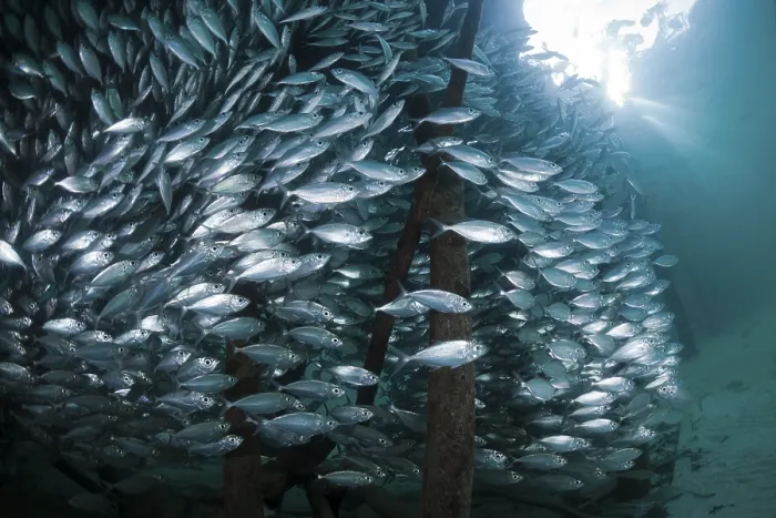 Framed Print : Shoal of yellow-striped herring mackerel in the lagoon of Ahe Island