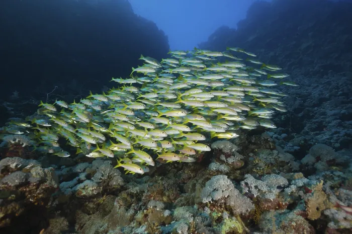 Framed Print : Shoal of yellowfin mullets, Mulloidichthys vanicolensis Framed Print : Shoal of yellowfin mullets, Mulloidichthys vanicolensis