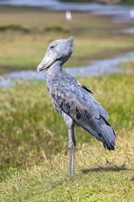 Framed Print : Shoebill (Balaeniceps rex), also Abu Markub