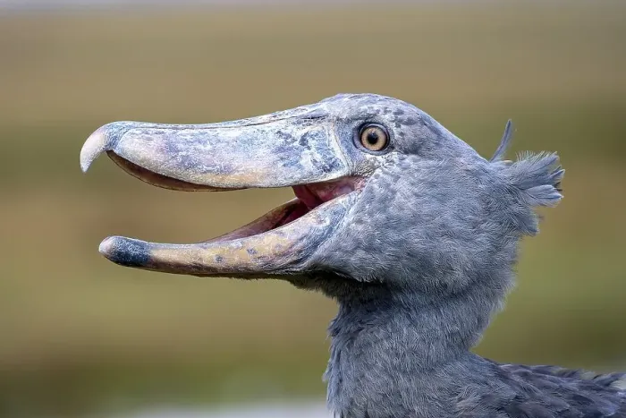 Framed Print : Shoebill (Balaeniceps rex), also Abu Markub Framed Print : Shoebill (Balaeniceps rex), also Abu Markub