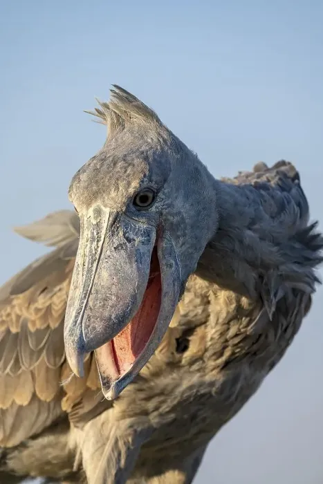 Framed Print : Shoebill (Balaeniceps rex), also Abu Markub Framed Print : Shoebill (Balaeniceps rex), also Abu Markub