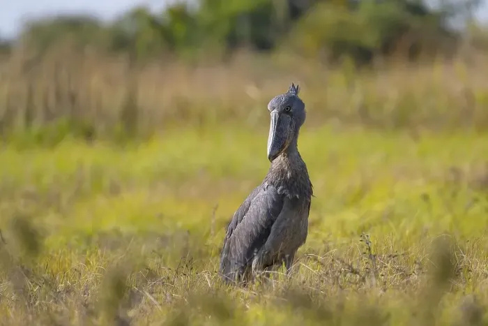 Framed Print : Shoebill (Balaeniceps rex), also Abu Markub