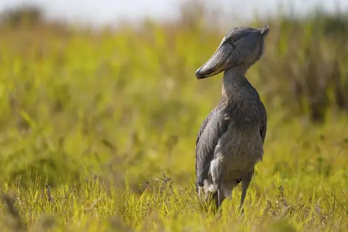 Framed Print : Shoebill (Balaeniceps rex), also Abu Markub Framed Print : Shoebill (Balaeniceps rex), also Abu Markub