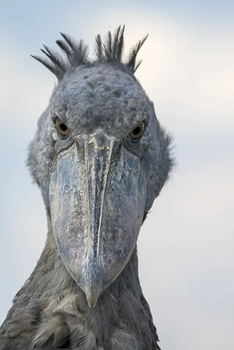 Framed Print : Shoebill (Balaeniceps rex), also Abu Markub