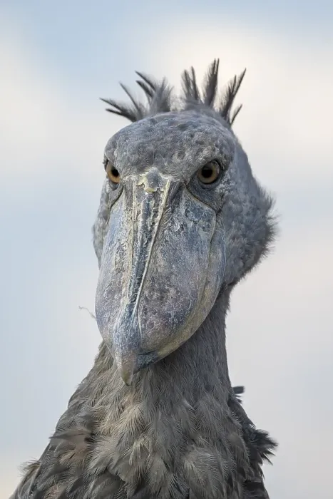 Framed Print : Shoebill (Balaeniceps rex), also Abu Markub