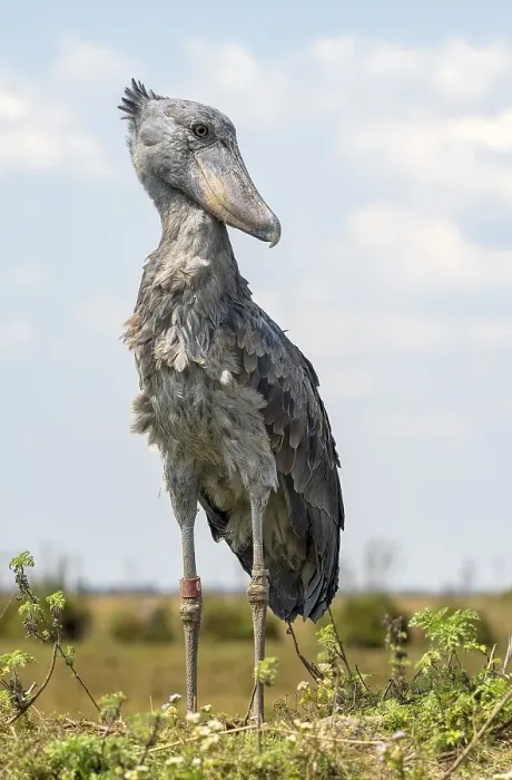 Framed Print : Shoebill (Balaeniceps rex), also Abu Markub