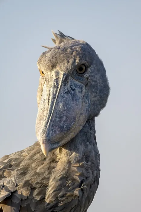 Framed Print : Shoebill (Balaeniceps rex), also Abu Markub