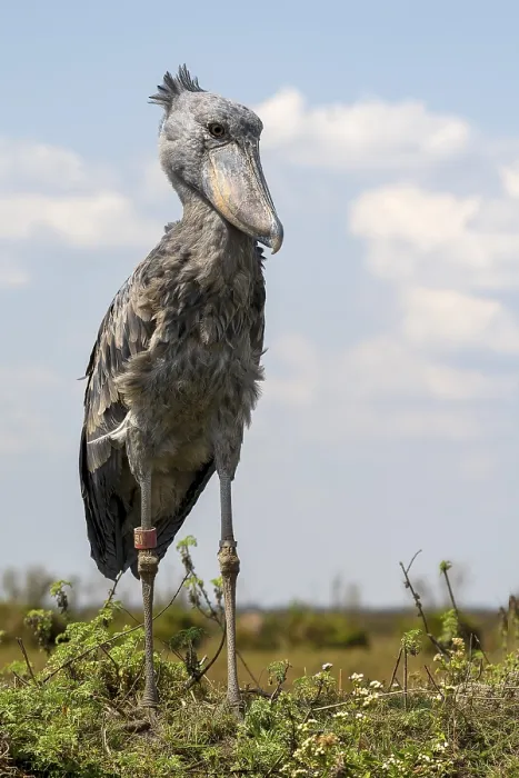 Framed Print : Shoebill (Balaeniceps rex), also Abu Markub Framed Print : Shoebill (Balaeniceps rex), also Abu Markub