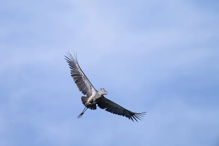 Framed Print : Shoebill (Balaeniceps rex) in flight Framed Print : Shoebill (Balaeniceps rex) in flight