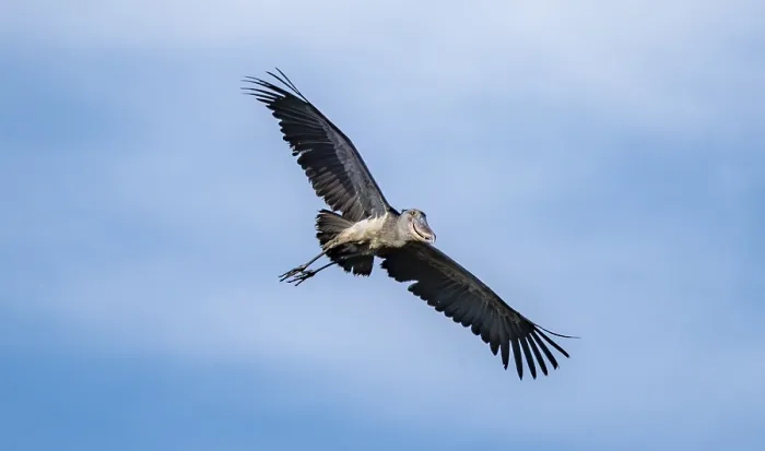 Framed Print : Shoebill (Balaeniceps rex) in flight