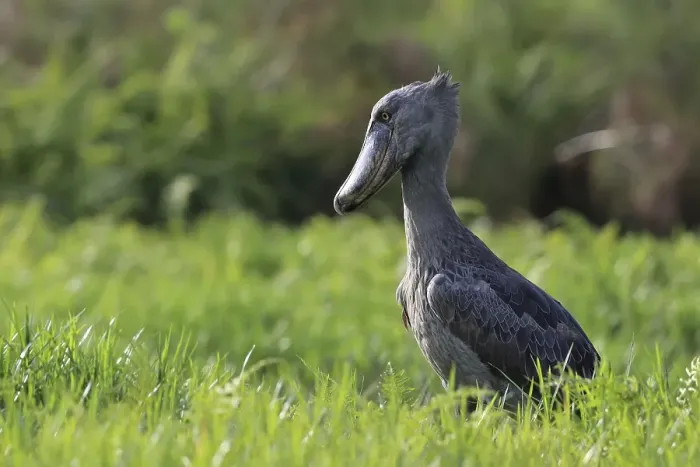 Framed Print : Shoebill (Balaeniceps rex), foraging