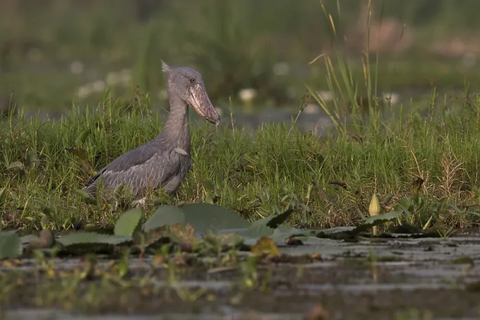 Framed Print : Shoebill (Balaeniceps rex) foraging