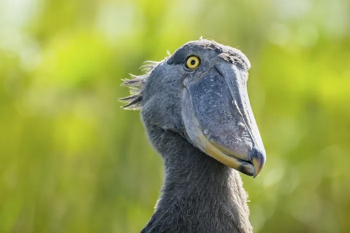 Framed Print : Shoebill (Balaeniceps rex), juvenile