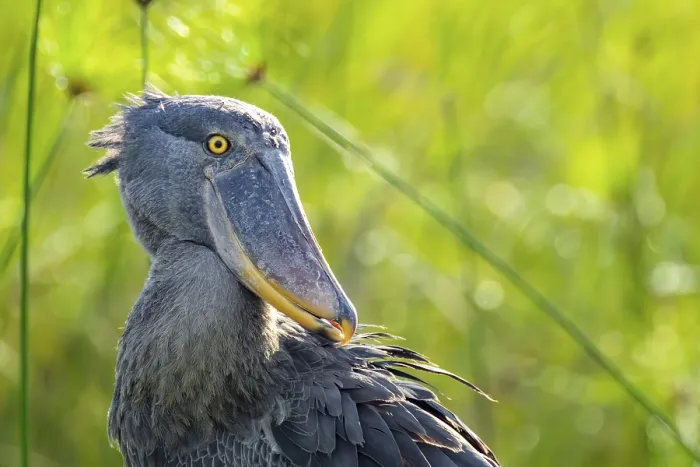 Framed Print : Shoebill (Balaeniceps rex), juvenile