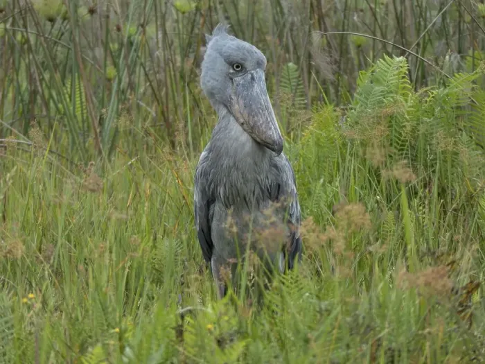 Framed Print : Shoebill (Balaeniceps rex), Lake Victoria