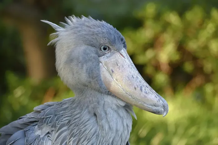 Framed Print : Shoebill (Balaeniceps rex), Occurrence in Africa