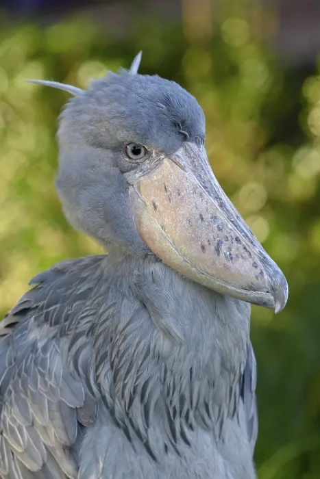 Framed Print : Shoebill (Balaeniceps rex), Occurrence in Africa