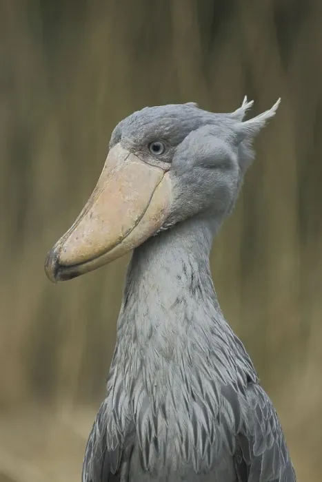 Framed Print : Shoebill (Balaeniceps rex), portrait