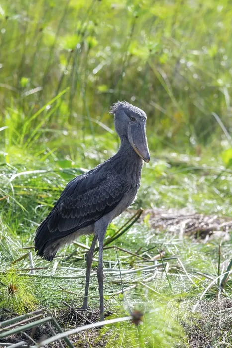 Framed Print : Shoebill (Balaeniceps rex) in the swamps of Mabamba between Papyrus