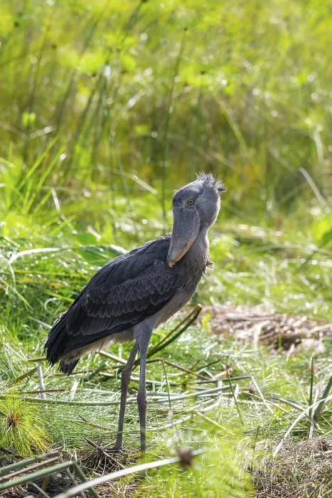 Framed Print : Shoebill (Balaeniceps rex) in the swamps of Mabamba between Papyrus Framed Print : Shoebill (Balaeniceps rex) in the swamps of Mabamba between Papyrus