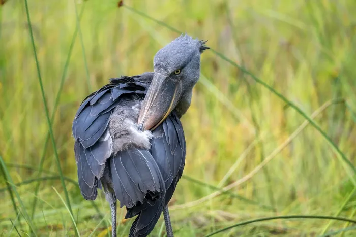 Framed Print : Shoebill (Balaeniceps rex), young bird grooming its feathers Framed Print : Shoebill (Balaeniceps rex), young bird grooming its feathers