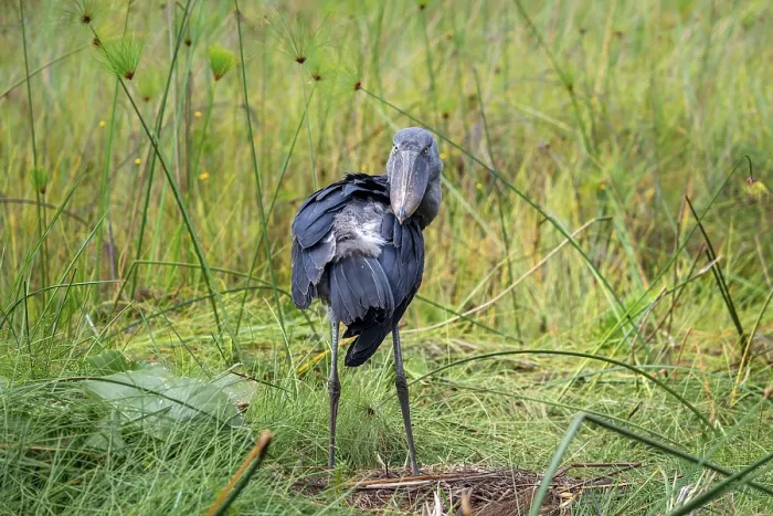 Framed Print : Shoebill (Balaeniceps rex), young bird grooming its feathers