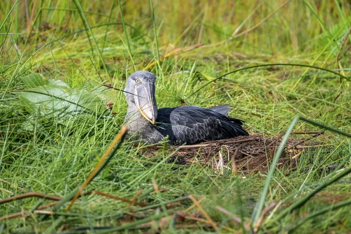 Framed Print : Shoebill (Balaeniceps rex), young bird sitting in nest