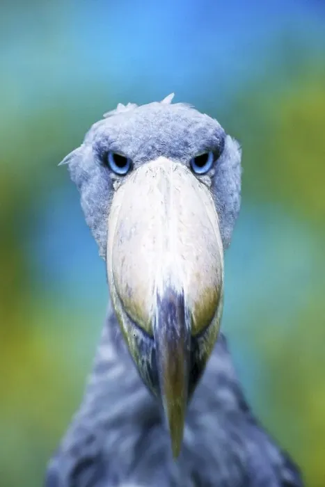Framed Print : Shoebill (Baleaniceps rex), Whale-headed Stork