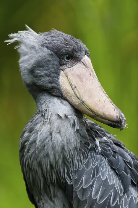 Framed Print : Shoebill Stork (Balaeniceps rex)