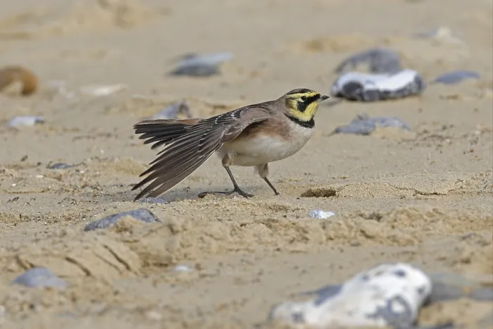 Framed Print : Shore Lark (Eremophila alpestris) Framed Print : Shore Lark (Eremophila alpestris)