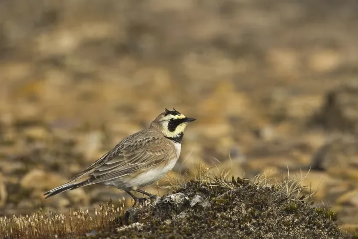 Framed Print : Shore Lark (Eremophila alpestris)