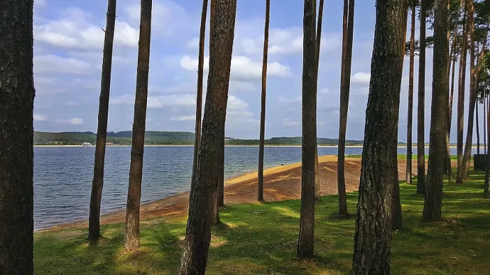 Framed Print : Shore with tall trees and view of quiet lake Framed Print : Shore with tall trees and view of quiet lake
