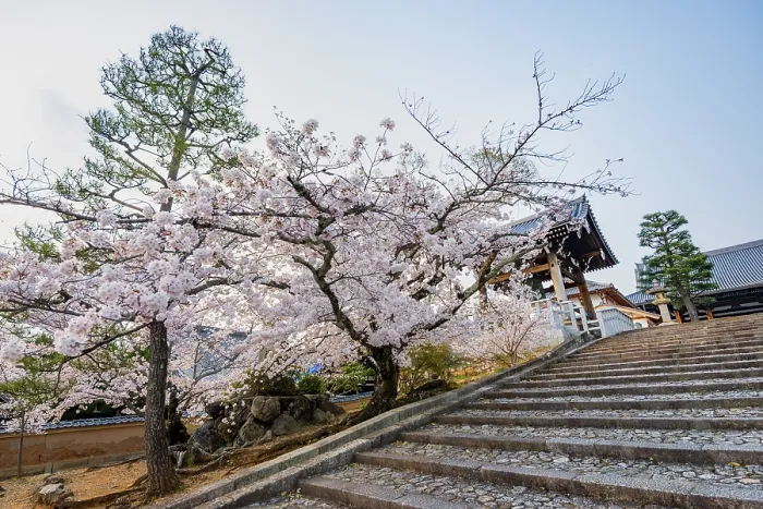 Framed Print : Shoro Bell Tower and Blooming Cherry Trees Framed Print : Shoro Bell Tower and Blooming Cherry Trees