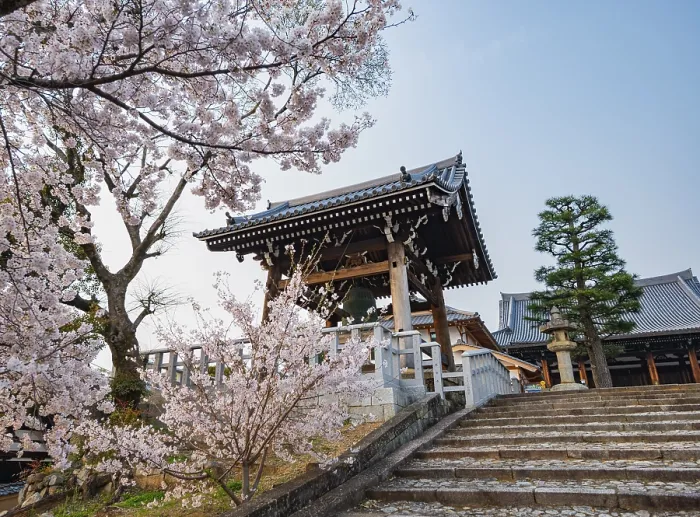 Framed Print : Shoro Bell Tower and Blooming Cherry Trees