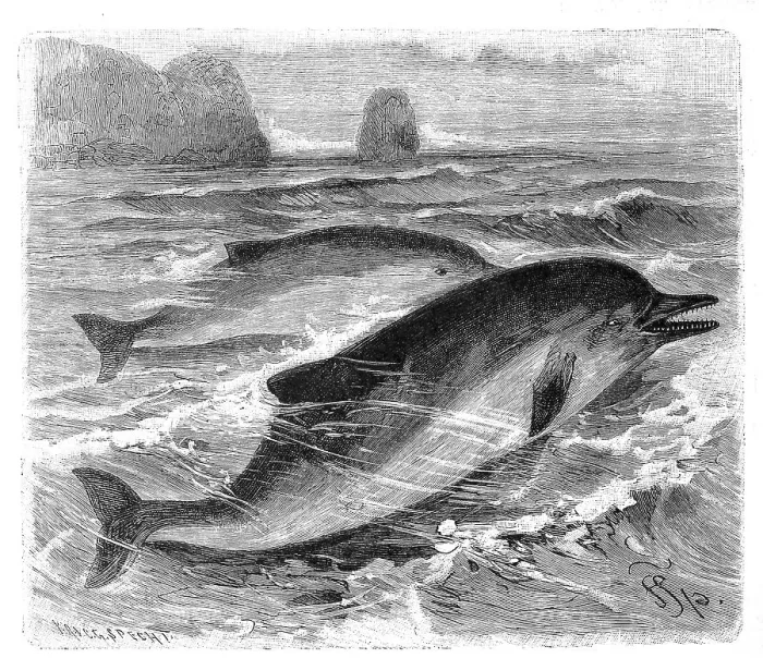 Framed Print : Short-beaked common dolphin (Delphinus delphis) Framed Print : Short-beaked common dolphin (Delphinus delphis)