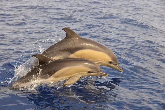 Framed Print : Short-beaked Common Dolphin (Delphinus delphis) two calves