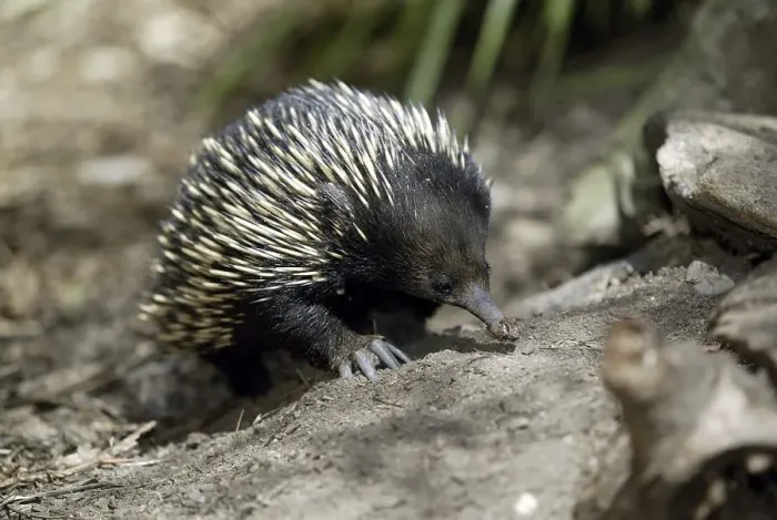 Framed Print : Short-beaked Echidna (Tachyglossus aculeatus)