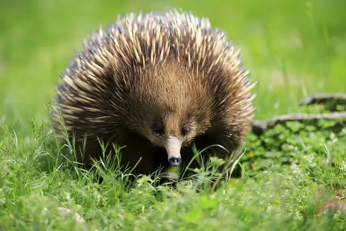 Framed Print : Short-beaked echidna (Tachyglossus aculeatus)