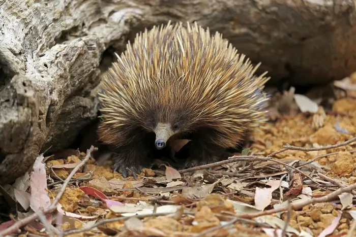 Framed Print : Short-beaked echidna (Tachyglossus aculeatus) Framed Print : Short-beaked echidna (Tachyglossus aculeatus)