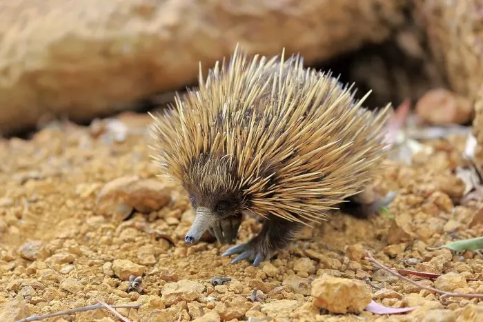 Framed Print : Short-beaked echidna (Tachyglossus aculeatus) Framed Print : Short-beaked echidna (Tachyglossus aculeatus)