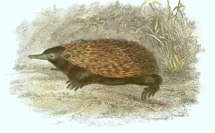 Framed Print : Short-beaked echidna (Tachyglossus aculeatus) Framed Print : Short-beaked echidna (Tachyglossus aculeatus)