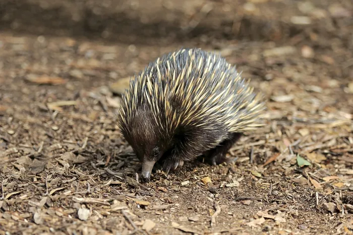 Framed Print : Short-beaked echidna (Tachyglossus aculeatus)