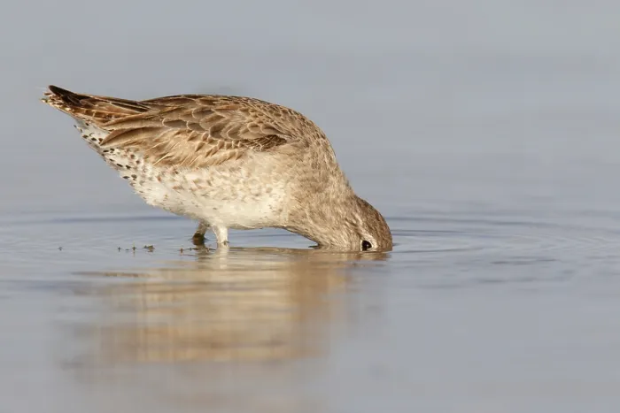 Framed Print : Short-billed Dowitcher (Limnodromus griseus) Framed Print : Short-billed Dowitcher (Limnodromus griseus)