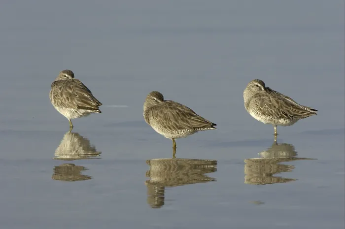 Framed Print : Short-billed Dowitcher (Limnodromus griseus) Framed Print : Short-billed Dowitcher (Limnodromus griseus)