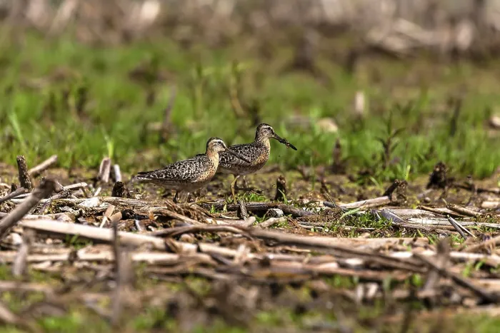 Framed Print : The short-billed dowitcher (Limnodromus griseus)