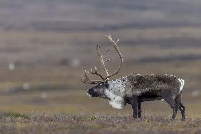 Framed Print : After a short breather, the reindeer bull (Rangifer tarandus) follows its herd