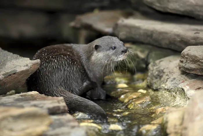 Framed Print : Short-clawed Otter (Amblonyx cinereus) Framed Print : Short-clawed Otter (Amblonyx cinereus)
