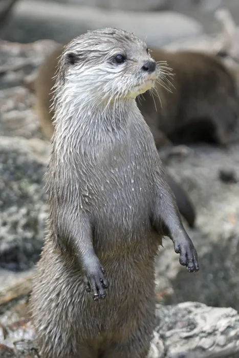 Framed Print : Short-clawed otter Asian small-clawed otter